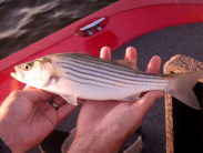 Hands holding a striped bass.