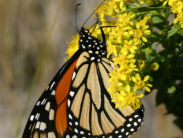 A monarch butterfly with orange, black, and white patterned wings perched on bright yellow flowers.