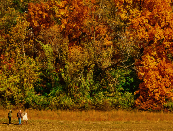 Three people walk along a field at Brandywine Creek State Park with trees behind them glowing in shades of orange, yellow and green.