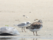 2025 piping plover fledgling nicknamed Phantom next to a ruddy turnstone on a beach.