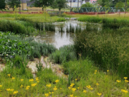 A wetland area with tall grasses and yellow wildflowers surrounds a calm pond, with trees and a small bridge visible in the background.