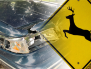 Front damage on a car overlaid with a deer crossing sign.