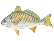 Illustration of a spot fish by Duane Raver Jr.