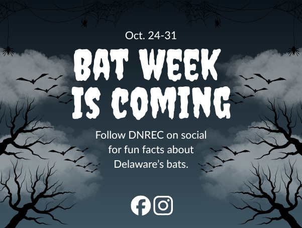 Bat Week is coming! Follow DNREC on social for fun facts about Delaware’s bats.