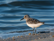 A small shorebird stands at the water’s edge, its brown and white plumage contrasting with the blue waves.