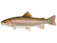 Rainbow trout illustration by Duane Raver Jr.