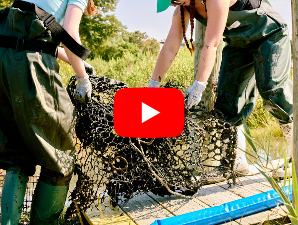 Two women haul a derelict crab pot. A YouTube play button sits on top of the image.