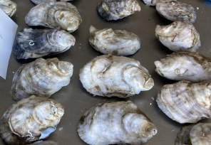 A table lined with rows of harvested oysters, showing their varied shell shapes and colors as part of Delaware’s oyster farming process.