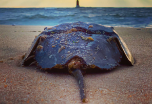 A horseshoe crab resting on the sand at sunset at Cape Henlopen State Park.