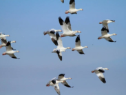 A flock of snow geese flying.