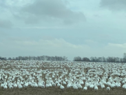 A large flock of snow geese gathered in an open farm field under a cloudy winter sky.