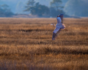 Great blue heron image by Bill Corbett