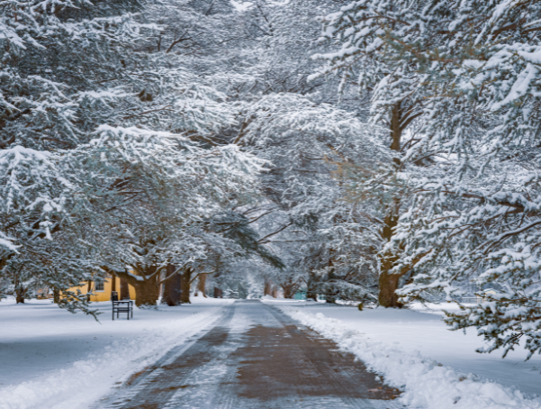 Snowy, tree-lined path at BVSP