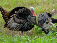 Wild turkeys in field, US Fish and Wildlife Service photo