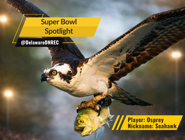 An osprey in flight carries a fish in its talons. Graphic text highlights a Super Bowl spotlight with the osprey nicknamed seahawk.