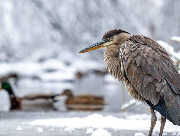 A snow-covered great blue heron in winter by Robert Esswein