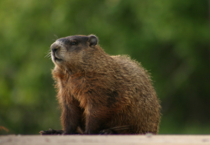 Groundhog looking off into the distance in a grassy background.