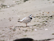 Piping plover bird standing on sand. 