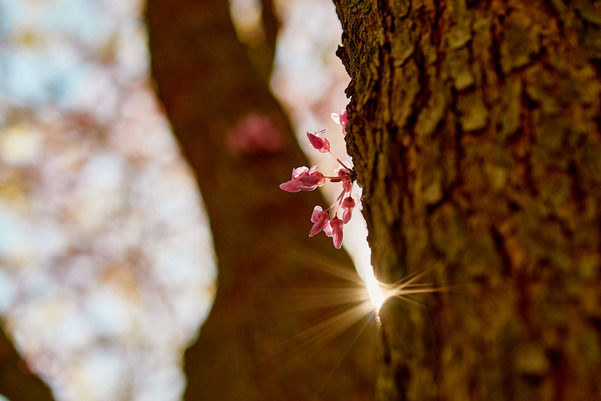 Sun peaking through a treee with spring flowers blooming.
