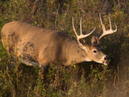 Delaware deer hunters and others interested in the state’s white-tailed deer herd will be keen to use the new interactive game harvest dashboard