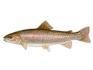  A rainbow trout.