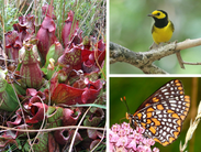 3 Delaware species ranked as Tier 1 Species of Greatest of Conservation Need in the 2025 Delaware Wildlife Action Plan
