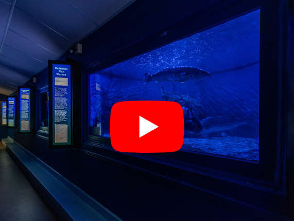 Cape Henlopen State Park’s 1,000-Gallon Aquariums with a YouTube play button over it.