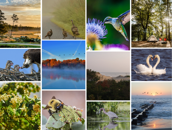 A collage of Delaware nature and animals in celebration of Earth Month