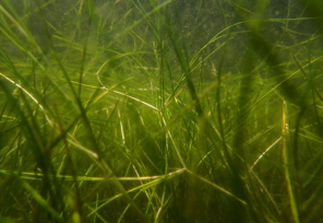 Strands of aquatic grass are pictured.