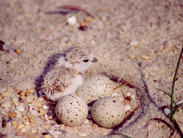 A piping plover chick awaits the hatching of its clutch mates, sitting atop several eggs on the beach.