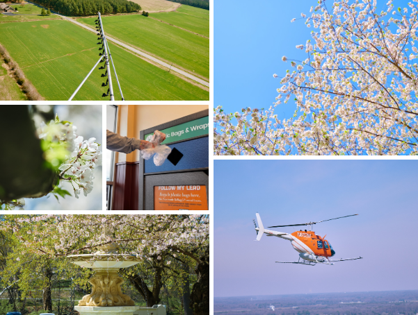 Field Trip Friday collage featuring trips to the at-store recycling program, cherry blossoms and mosquito control.