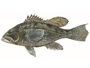 A black sea bass