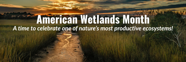 American Wetlands Month featuring a wetland in Delaware