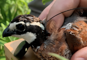 Quail at Cedar Swamp 