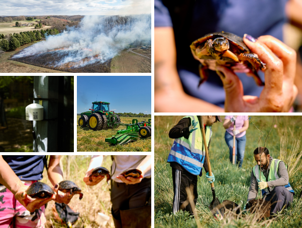 Collage showing prescribed fire operations, turtle research, farming equipment, wildlife monitoring and fieldwork in Delaware.