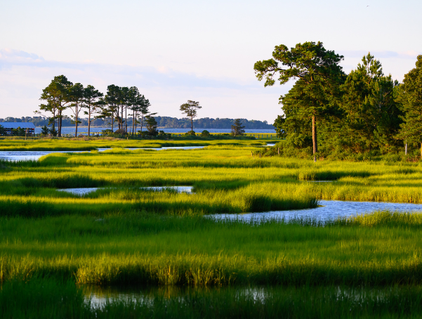 Delaware wetland