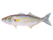 Bluefish illustration by Duane Raver Jr.