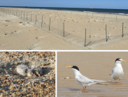 The DNREC Beach-Nesting Bird program is working with a new approach to help state-listed least terns become better reestablished.