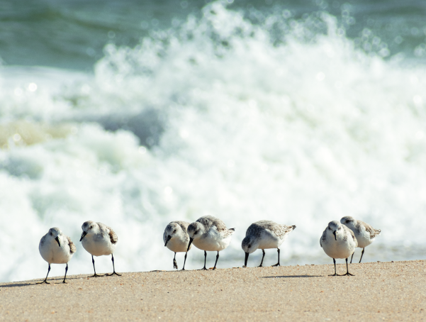 Shorebirds at the edge of the ocean