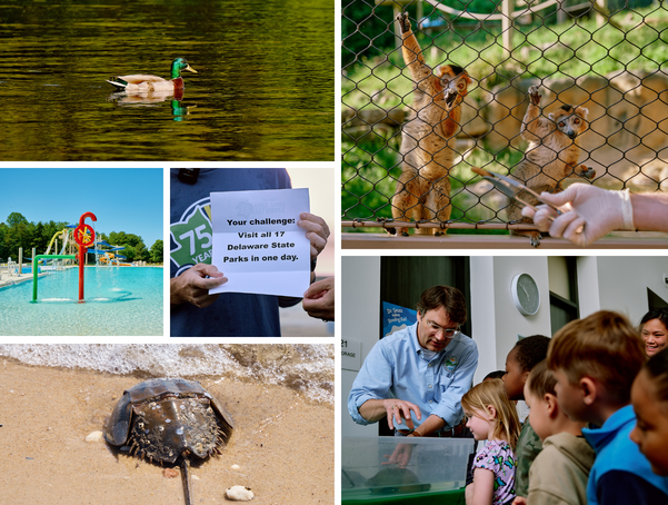 Collage featuring a duck on a pond, zoo animals, a splash pad, park challenge sign, horseshoe crab and environmental education program.