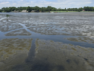 A photo of average low tide on the Indian River near Millsboro, with water barely a few inches deep apart from the navigation channel