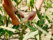 Two people examine an ear of partially stripped corn in a field, revealing sparse, undeveloped kernels consistent with deer damage.
