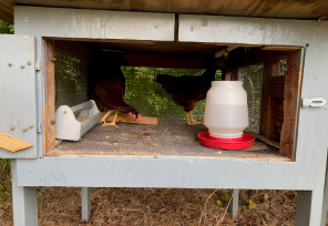 Two chickens stand in a hen house alongside a trough of food and a water jug.