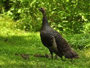 A wild turkey hen with her young, called poults.