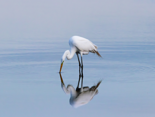 Reflection of an egret on water