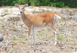 Chronic Wasting Disease
