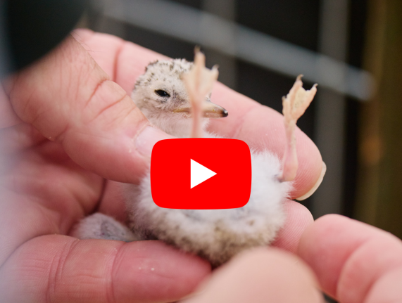 Least terns thumbnail