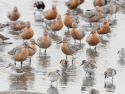 Shorebirds of different species gather on Delaware Bay beaches during spring migration stopover