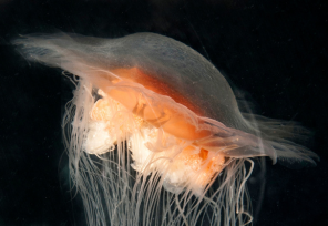 Lion's Mane Jellyfish