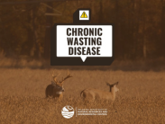 An alert graphic showing two white-tailed deer in a field beneath a warning icon and the words “Chronic Wasting Disease,” 
